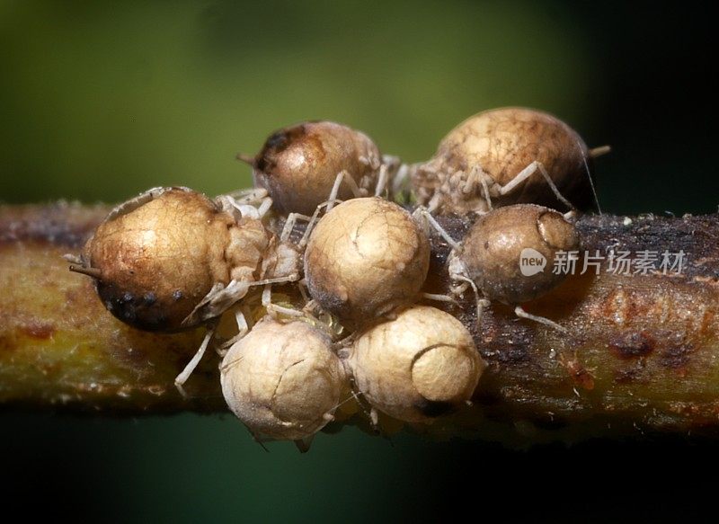 蚜虫木乃伊，一种未知的寄生蜂蚜虫黄蜂(Aphidiinae sp.)的受害者